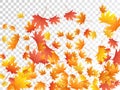 Maple leaves vector illustration, autumn foliage on transparent background Royalty Free Stock Photo