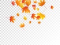 Maple leaves vector illustration, autumn foliage on transparent background Royalty Free Stock Photo