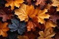 Maple leaves in vibrant hues fall and dance in the autumn backdrop