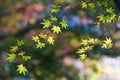 Maple leaves in a warm autumn sunrise colors light.