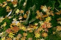 Maple leaves was fallen to ground when autumn come