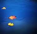 Maple leaves on water Royalty Free Stock Photo