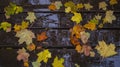 Maple leaves on a wet wooden park bench, top view. Colorful autumn background Royalty Free Stock Photo