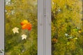 Maple leaves are on the window glass with raindrops. Outside the window are trees with yellow leaves. Autumn concept Royalty Free Stock Photo