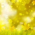 Maple leaves, yellow grass, background bokeh Royalty Free Stock Photo