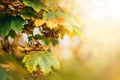 Maple leaves of yellow green color against the background of blurred autumn nature. Sun exposure. Warm sunlight glare Royalty Free Stock Photo