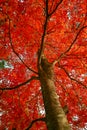 A Maple like Flower in Full Bloom Royalty Free Stock Photo