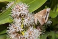 Maple Looper Moth Royalty Free Stock Photo