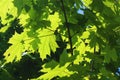 Maple, maple branches, bushes