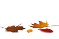 Autumn bright leaves lie on a white background. Royalty Free Stock Photo