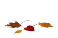 Autumn bright leaves lie on a white background. Royalty Free Stock Photo