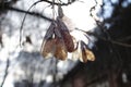 Maple noses on a beautiful background Royalty Free Stock Photo