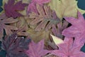 Maple Oak and Sycamore Autumn Leaves Royalty Free Stock Photo