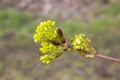 Maple ordinary blossoms in early spring close up. Yellow maple inflorescences.