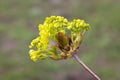 Maple ordinary blossoms in early spring close up. Yellow maple inflorescences.