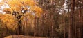 Maple and pine trees in autumn