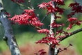 Maple plant with red leaves Acer griseum