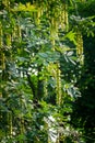 Maple poplar in bloom in spring