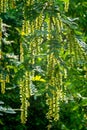 Maple poplar in bloom in spring