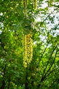 Maple poplar in bloom in spring