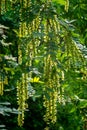 Maple poplar in bloom in spring