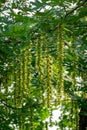 Maple poplar in bloom in spring