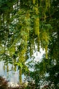 Maple poplar in bloom in April