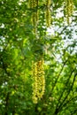 Maple poplar in bloom in April