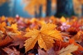 Maple in rain Vibrant autumn hues reflect on wet branches Royalty Free Stock Photo