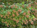 Maple red helicopter fruit