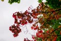 Maple with red leaves on the sky background, autumn theme Royalty Free Stock Photo