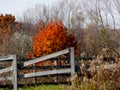 A Maple`s burning leaves in the fall!