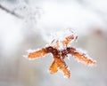 Maple samaras covered with hoarfrost Royalty Free Stock Photo