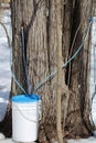 Maple sap collection bucket for making maple syrup. Selective focus, background and foreground blur Royalty Free Stock Photo