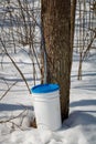 Maple sap collection bucket for making maple syrup. Royalty Free Stock Photo
