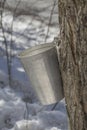Maple tree tapping in a sugarbush located in Quebec, Canada