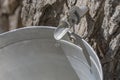 Maple sap dripping into an aluminium sap bucket Royalty Free Stock Photo