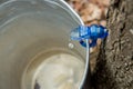 Maple Sap Dripping