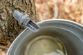 Maple Sap Dripping Royalty Free Stock Photo
