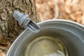 Maple Sap Dripping