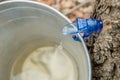 Maple Sap Dripping