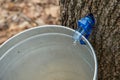 Maple Sap Dripping