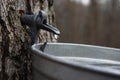 Maple Sap Dripping into a Steel Bucket
