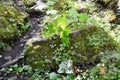 Maple sapling growing on top of mossy rock Royalty Free Stock Photo