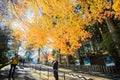 Maple season at fall, Japan
