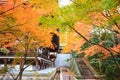 Maple season at fall, Japan