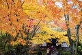 Maple season at fall, Japan