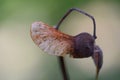 Maple seed helicopter