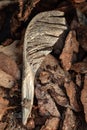Maple seed. Tree bark on the ground. Mulch wood bark