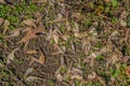 Maple seedlings on the ground